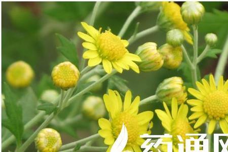 野菊花代表什么品质很急