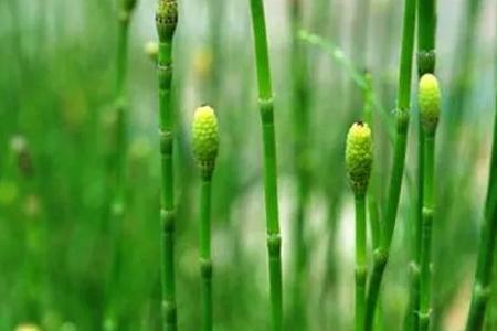 节节草怎样储存