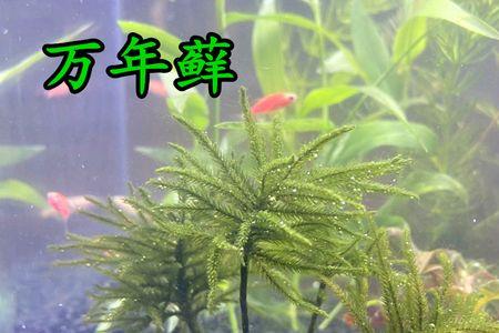 水草固定了才能活对吗