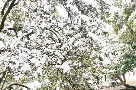 雪花飘是什么意思