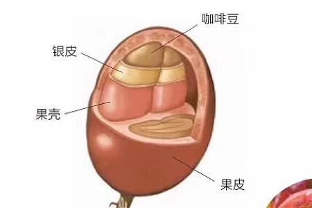 咖啡豆需要多少阳光