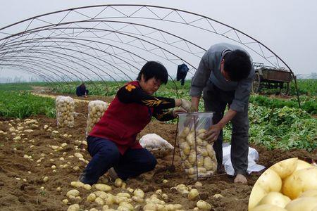 皖南马铃薯4月份种植行吗