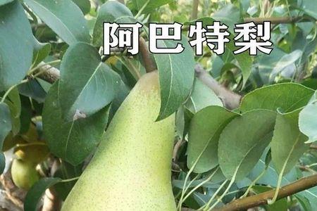 羊脂秋香梨是什么品种