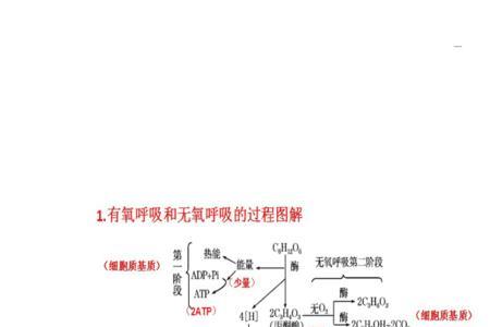 生物呼吸必须气体