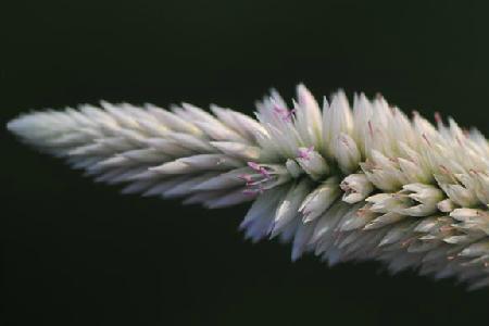 青葙花的文案