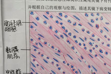 红蓝铅笔绘图规则