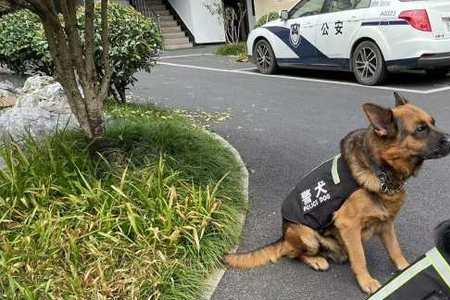 警犬出动一般是什么案件