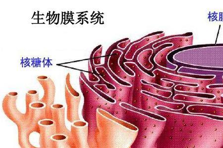 高尔基体长什么样