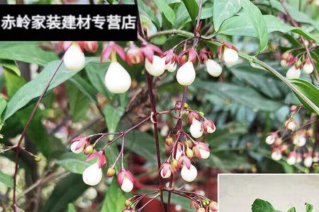 垂丝茉莉养1米高就可以闷尖了吧