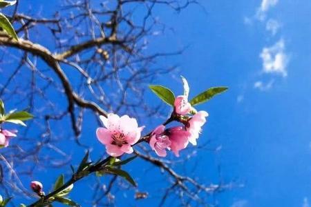 花开好时节下一句