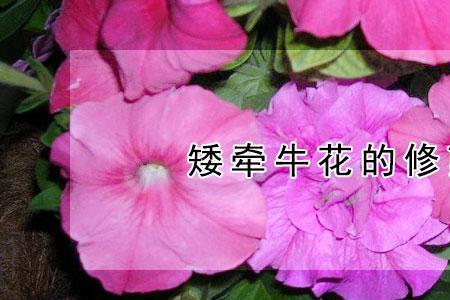 牵牛花需常修剪吗