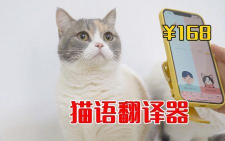 让猫回屋的猫语