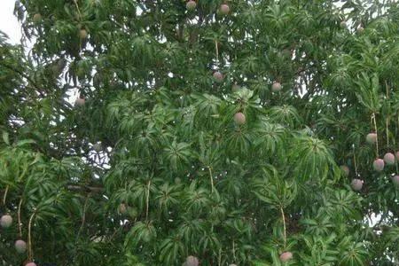 芒果树在湖南湘西可以种植吗