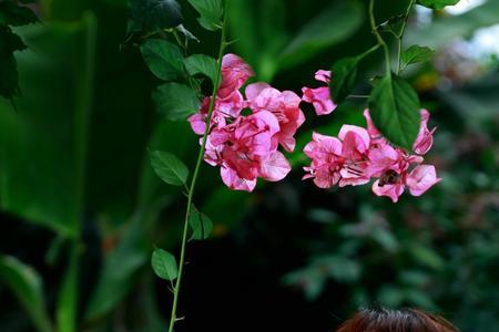 恋你如花饮甘露说了什么