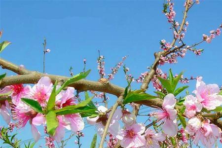 4月的桃花水的内容