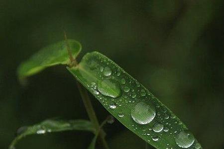 夜雨清秋的含义