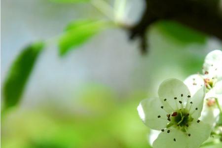 春天里百花香歌词出处