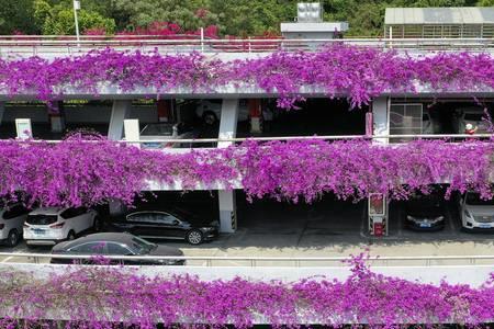 仙湖植物园有几个停车场