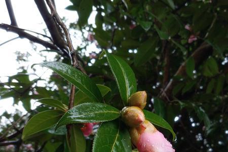 山茶花开在年糕里什么意思