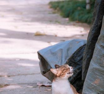 猫可以放在户外养吗