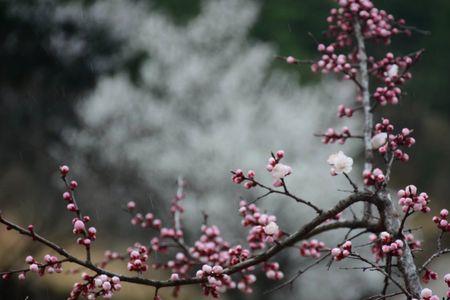 杏花细雨是什么意思