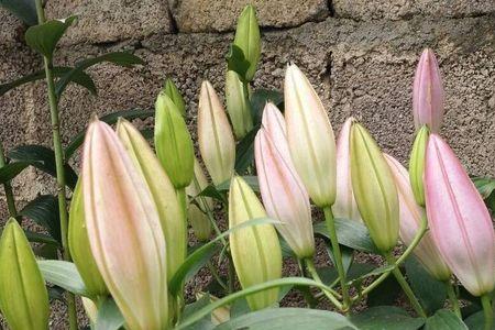 上海百合花种植时间