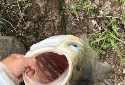 钓鲢鳙涨水钓深还是钓浅