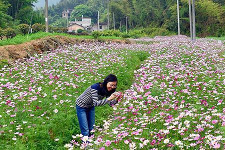 格桑花败了要拔掉枝子吗