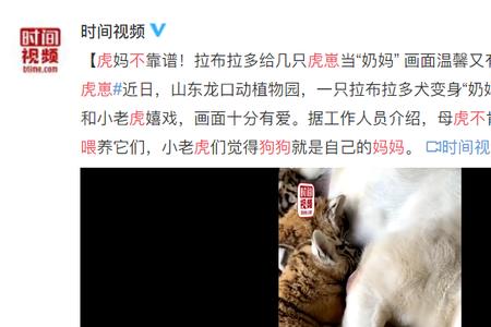 唔家犬子初成长的意思