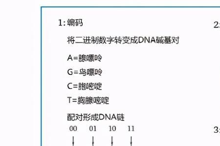 dna是几进制