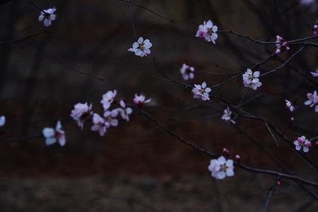 孤自芳菲的意思