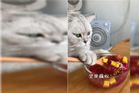 料理猫王怎么变现