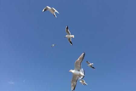 海鸥花语和寓意