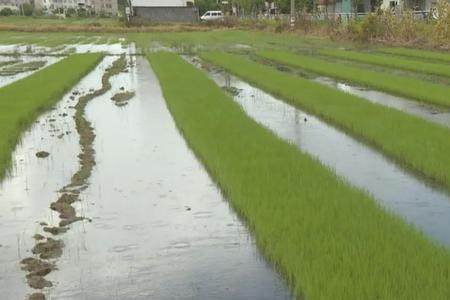 田埂是否算耕地面积