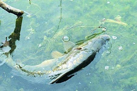 夏季高温鱼在深水还是浅水