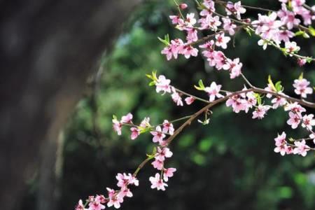 炎夏雨后月春归一花寂寞赏析