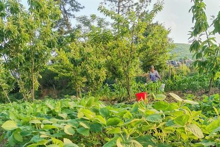 路灯下夏季适宜种什么农作物