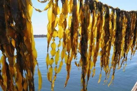 海带和海苔区别