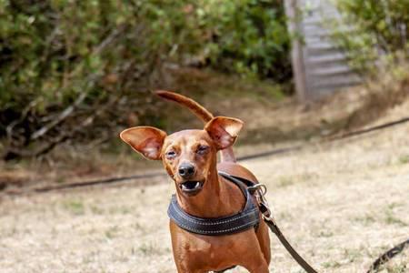 小型猎犬都有哪些