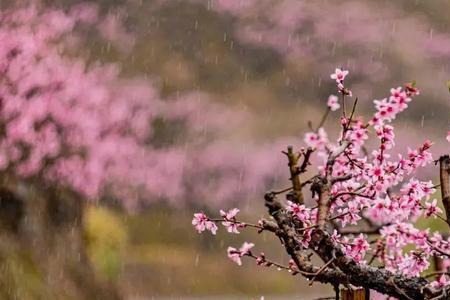 风中桃花结局