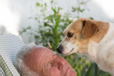 老年犬如何下楼