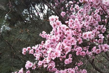 春暖花开形容什么心情