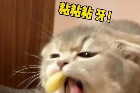 抖音猫做饭是真的吗