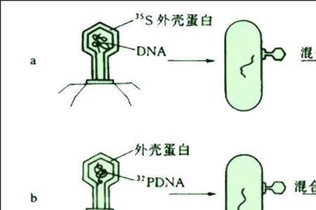 t2噬菌体有哪些细胞器