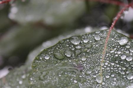 小雨霏霏是啥意思