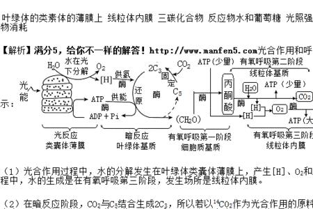 细胞呼吸中还原氢的还原产物