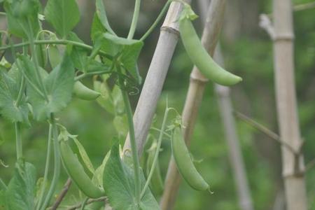 夏初种什么菜