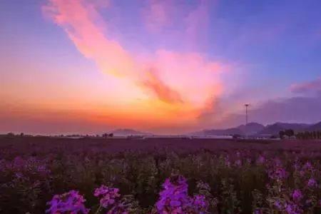 雨夜共赴花海什么意思