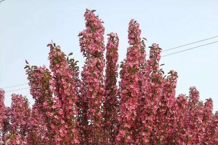 王族海棠和西府海棠有什么区别