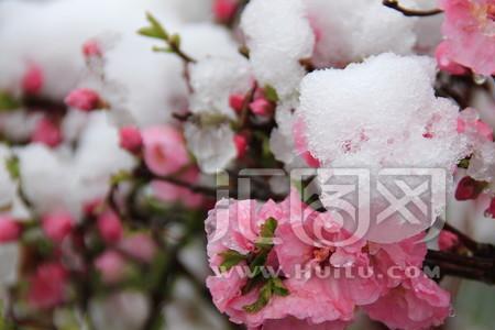 雪中寒梅又一春是什么意思